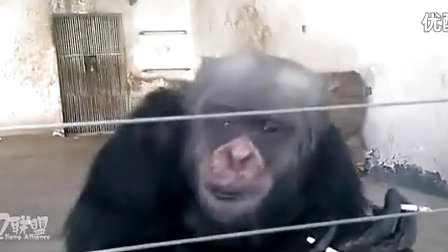 【搞笑视频】猩猩爱上 