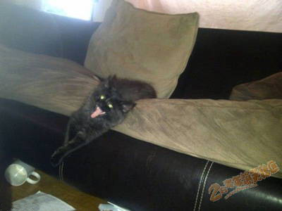 靠!外星人来了!喵星人