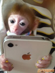 �����õĶ���ƻ������ 