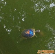 С���Ҳ��һ�ų��˵� 