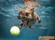 �������ӽ�С��Ҳ�� 