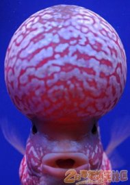 ����̫�ӵ��˱��ͷŪ 