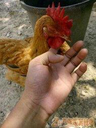 ԭҲһ 
