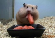 �Ȳ����С����һ��ϲ 