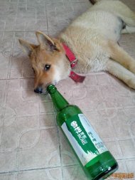 ���������� 