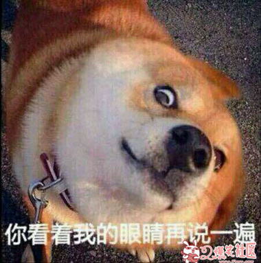 日了狗