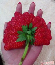һĲݮ 