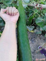 �첲�ֵĻƹ��� 