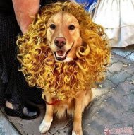 ��ëʨ�����ֽ��� 