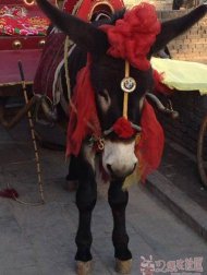 ����ı������� 