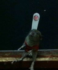 С����Ҫ����ն�� 