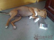 主人我好难受隔壁小花