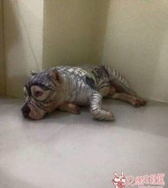 �����������˺����� 