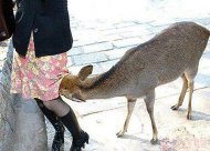 С��¹ԭ��Ҳ����� 