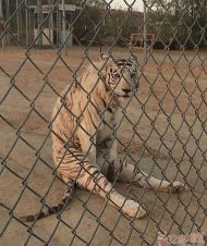 �����ֵ�������Ҫ���� 