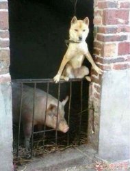  С�����붯���ǵ�PK 