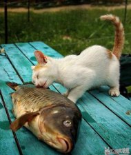  ��Ȥ����ͼƬ,è��, 