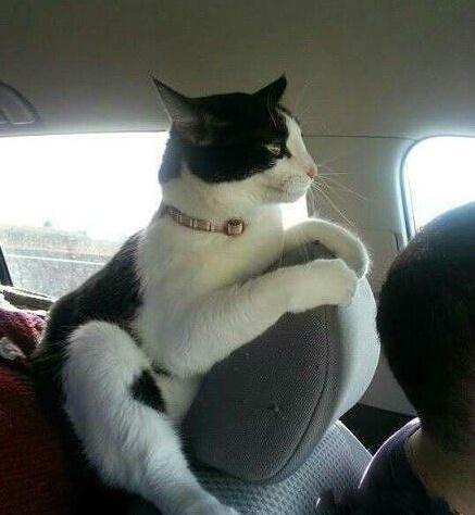 ЦͼƬ