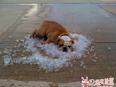 天气这么热降暑有妙招的汪星人,很会降暑的狗狗。幸福ing