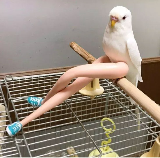 这腿一看就是真的，因为鹦鹉不会PS，也不会Photoshop！