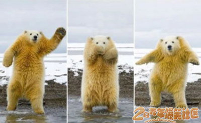 北极熊三兄弟跳搞笑没脖子舞