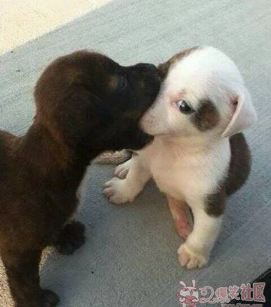 úŵkiss