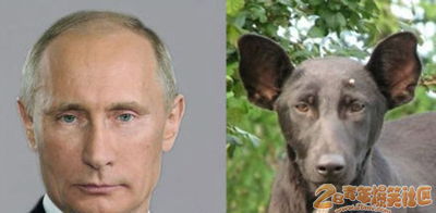 普京和普京家的狗狗，不是一家人不进一家门啊