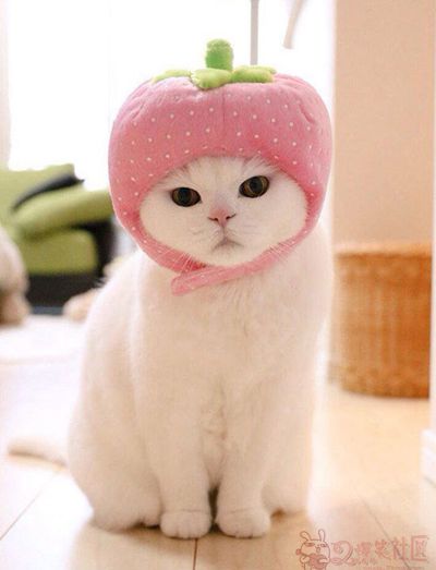 戴草莓帽的猫咪